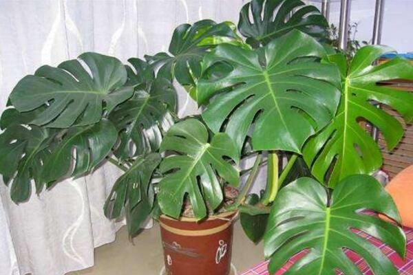 龜背竹風(fēng)水禁忌，不建議擺放在煞氣沖撞的位置