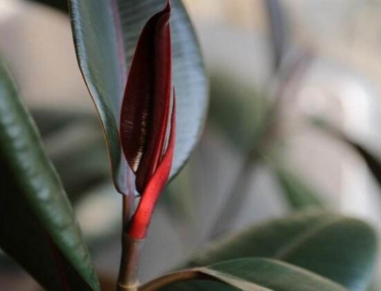 橡皮樹掉葉子還會(huì)長嗎，只要不死就會(huì)繼續(xù)生長(做好養(yǎng)護(hù)管理)