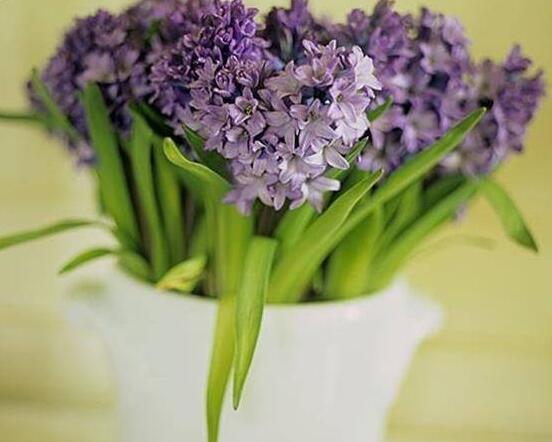 水色風(fēng)信子的養(yǎng)殖方法，老農(nóng)教你八大基本養(yǎng)殖方法