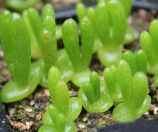 多肉碧光環(huán)種子種植，老農(nóng)總結(jié)最簡單易學(xué)六點(diǎn)基本步驟