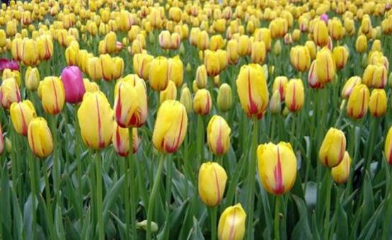 郁金香品種，郁金香七大品種百花齊放