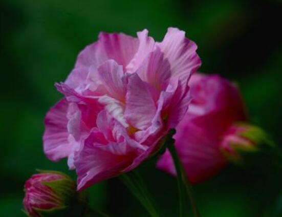 芙蓉花的花語和傳說，代表著脫俗持久、高潔之士、纖細之美