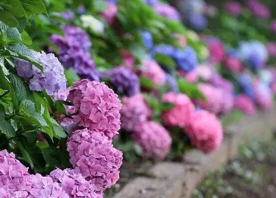 洋繡球花有毒嗎，誤食導(dǎo)致昏迷、抽搐現(xiàn)象