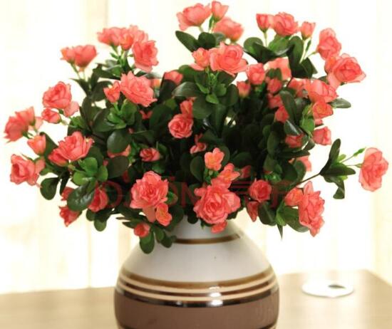 海棠花可以水培嗎，四季海棠的水插方法