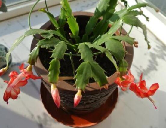 蟹爪蘭冬天能開花嗎，冬季做好六點(diǎn)養(yǎng)護(hù)措施便可花開爆盆