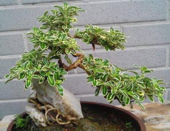 六月雪不發(fā)芽怎么辦，教你三種最直觀解決辦法