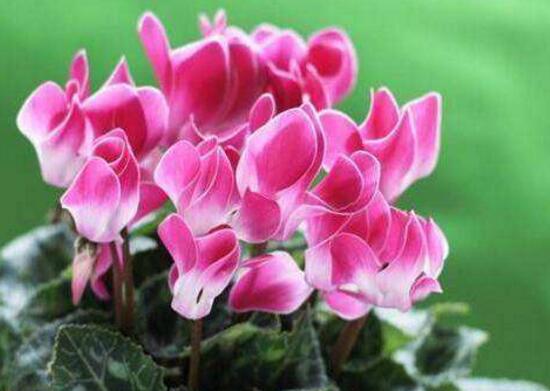 仙客來的寓意是什么，象征著喜迎貴客的美好寓意