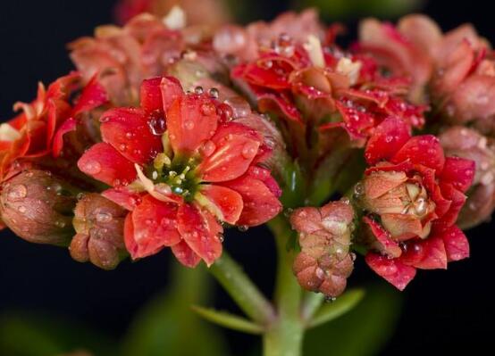 長壽花可以水培嗎，長壽花水培方法