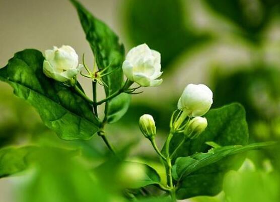 茉莉花的養(yǎng)殖方法，老總總結(jié)七大基本養(yǎng)殖方法
