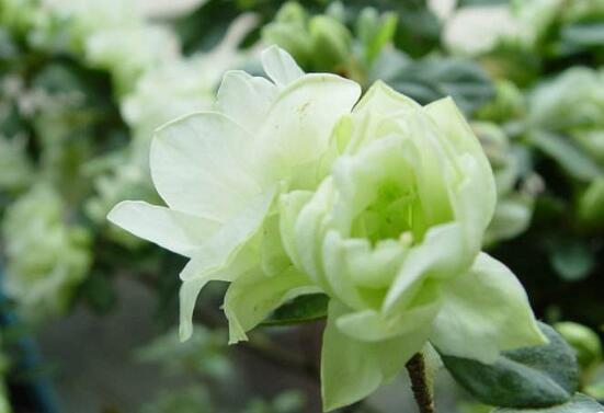 杜鵑花品種大全，杜鵑花十大最美品種