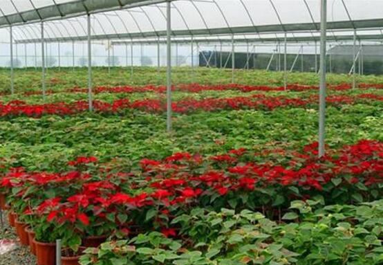 一品紅爛根怎么辦，一品紅爛根解決辦法