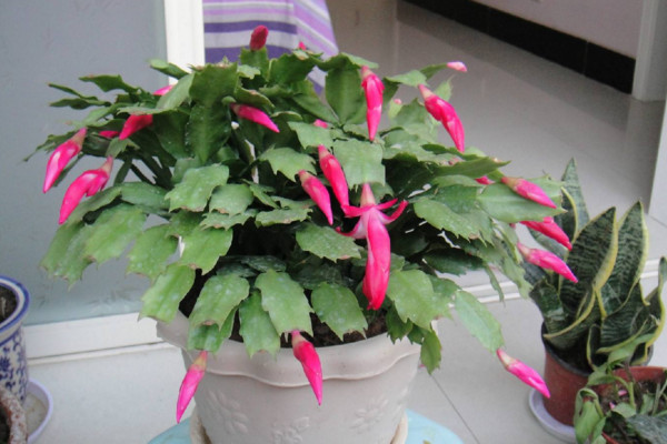 蟹爪蘭開(kāi)花期間的養(yǎng)護(hù)，控制溫度并加強(qiáng)光照