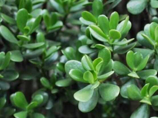 燕子掌的養(yǎng)殖方法和注意事項，老農總結最實用八大養(yǎng)殖技巧