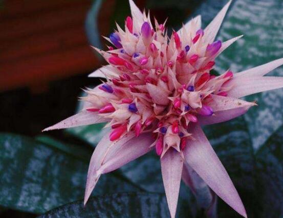 鴻運(yùn)當(dāng)頭的品種，鴻運(yùn)當(dāng)頭最出名的七個(gè)品種