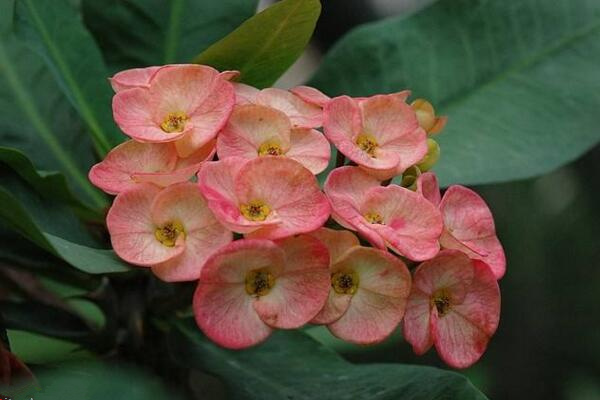 大葉虎刺梅有毒嗎，毒性與虎刺梅相同