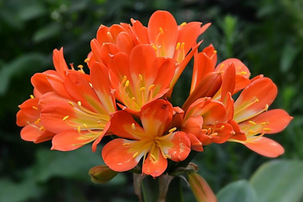 君子蘭不開花是什么原因，缺乏養(yǎng)分溫度不適