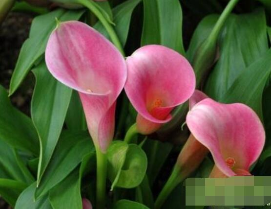 粉色馬蹄蓮花語(yǔ)是什么，代表著愛(ài)你一生一世