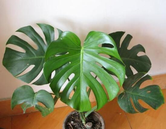 龜背竹去甲醛嗎，凈化甲醛能力值排行首位(吸毒最強(qiáng))