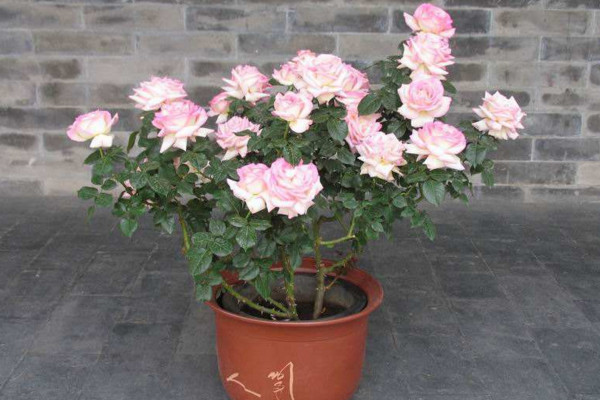 月季換盆注意事項，要選擇合適的換盆時間