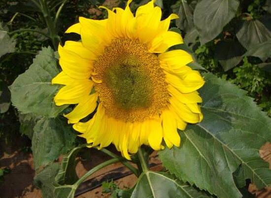 向日葵有毒嗎，向日葵能放在室內(nèi)嗎/無毒可以放