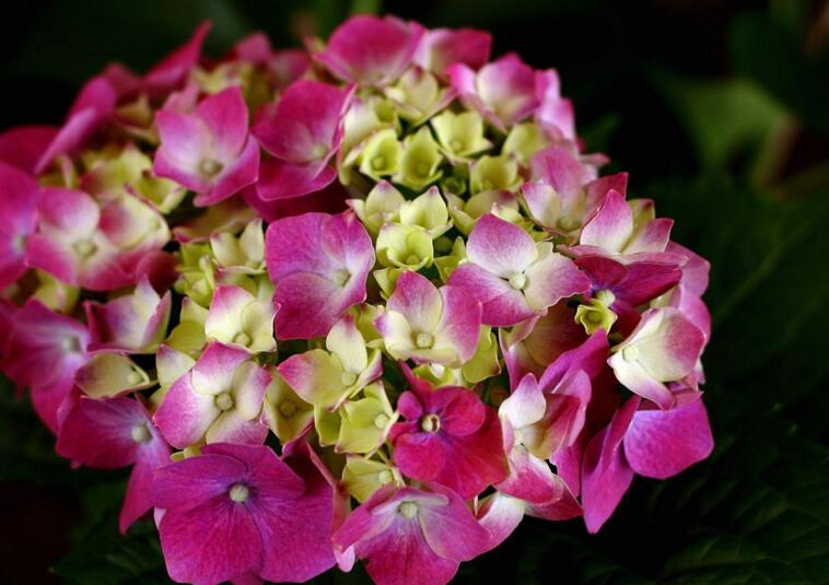 八仙繡球花的養(yǎng)殖方法，注意土壤質(zhì)量和澆水方式很重要