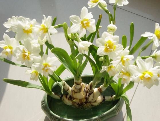 水仙花的繁殖方法，水仙花四大繁殖方法