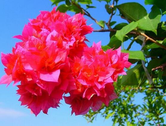 三角梅品種,細(xì)數(shù)三角梅最好看的八大品種