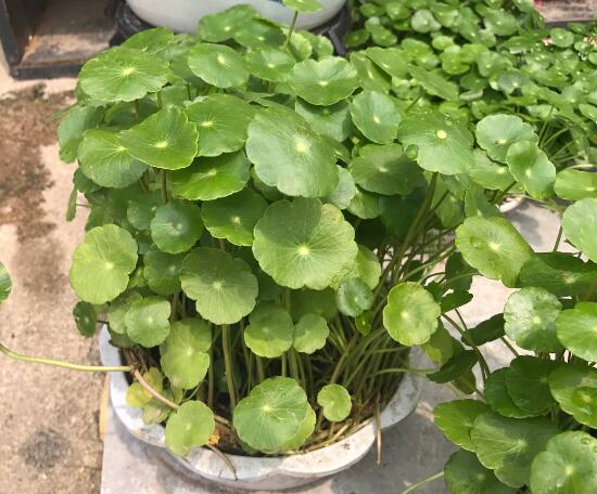 銅錢草怎么施肥，銅錢草需要什么肥料