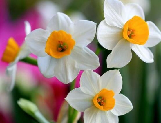 水仙花什么季節(jié)開(kāi)花，水仙花花期在冬季開(kāi)放