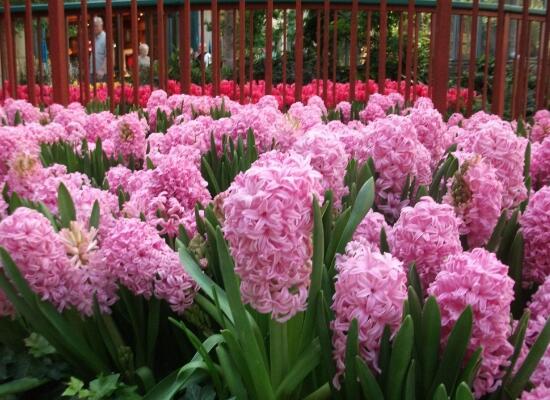 風(fēng)信子有什么藥用價(jià)值，風(fēng)信子的功效與作用