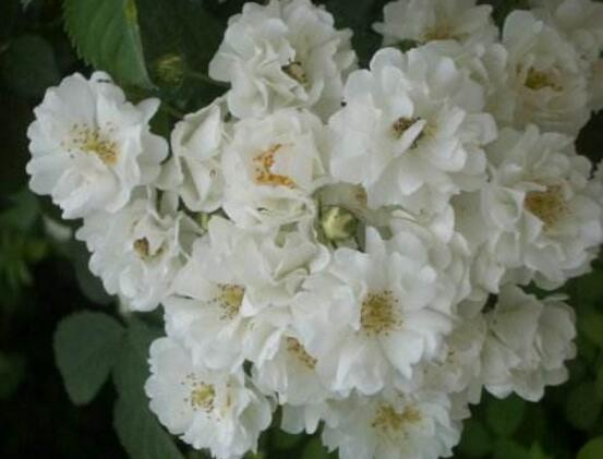 薔薇花圖片大全，細(xì)數(shù)薔薇花八種圖片大全