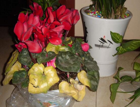 仙客來冬天葉子發(fā)黃怎么辦，老農(nóng)總結(jié)三種原因以及解決方法