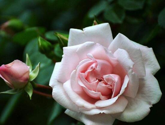 薔薇花的花語大全，細(xì)數(shù)薔薇花九大品種花語