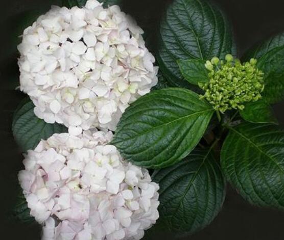 繡球花可以噴水嗎，可以/促進枝葉生長、花開茂盛