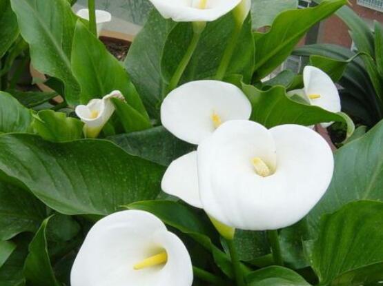 馬蹄蓮花語代表什么，代表著純潔無瑕、氣質(zhì)高雅