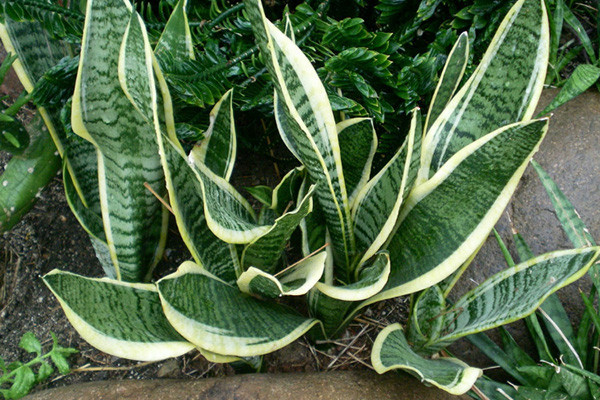 虎皮蘭常見(jiàn)問(wèn)題的解決辦法