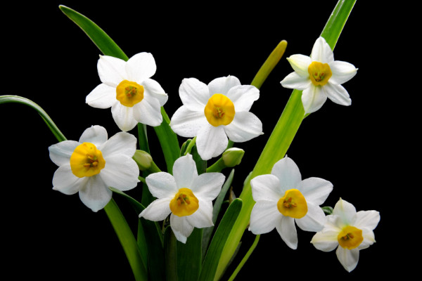 冬天水仙花的養(yǎng)殖方法，控制溫度人工增光