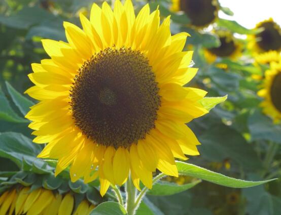 向日葵代表什么意思，代表著太陽、沉默的愛(不同朵數(shù)不同意義)