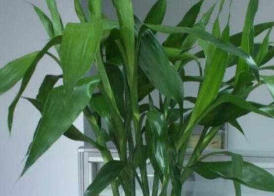 富貴竹應(yīng)該養(yǎng)幾支才合適，盤(pán)點(diǎn)最合適的五種養(yǎng)支數(shù)(1/2/6/8/9)