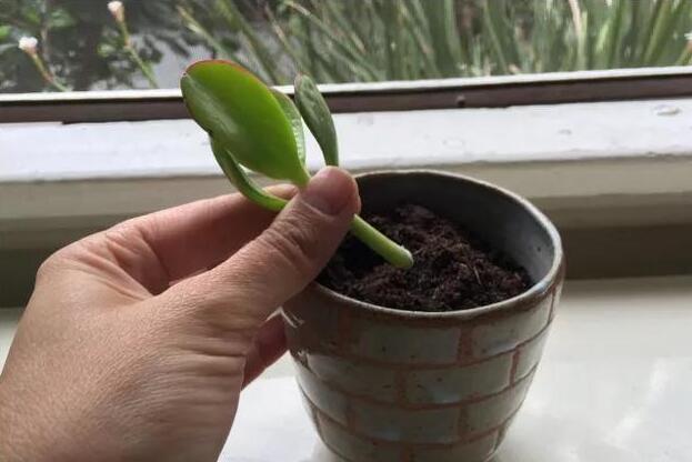 玉樹的繁殖方法，介紹葉插和枝插兩種繁殖方法