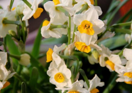 水仙花葉子發(fā)黃怎么辦，水仙花葉子發(fā)黃解決辦法