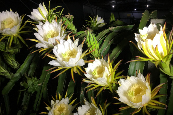 霸王花是火龍果的花嗎，答案是否定的