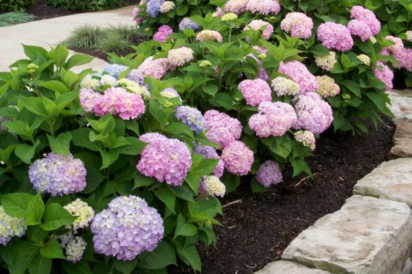 洋繡球花的養(yǎng)殖方法和注意事項，以下5步必須要做到