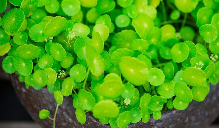 銅錢草適合室內(nèi)養(yǎng)嗎，雖然可以養(yǎng)但是要注意以下幾點(diǎn)