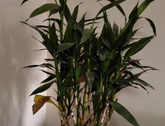 盆栽富貴竹怎么養(yǎng)，教你七個(gè)方法養(yǎng)的青翠怡人