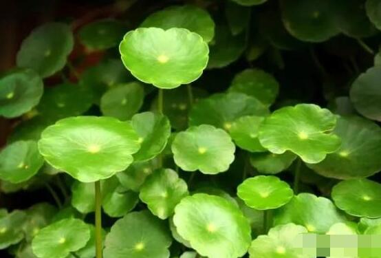 土培銅錢草怎么養(yǎng)，掌握八點因素就可以爆盆了（適合新手）