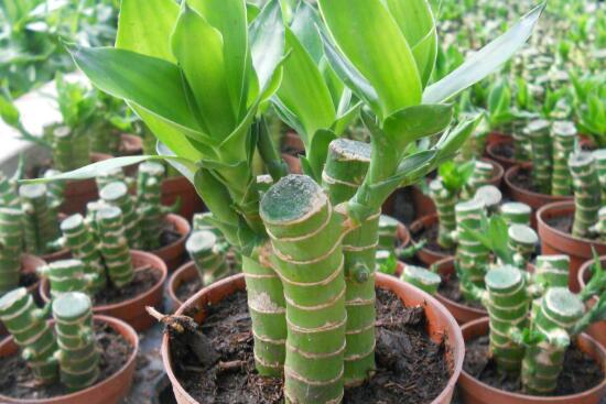 觀音竹和富貴竹的區(qū)別，觀音竹好還是富貴竹好