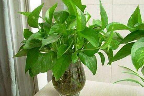 綠蘿有毒嗎，綠蘿可以放在臥室嗎/有毒別放臥室