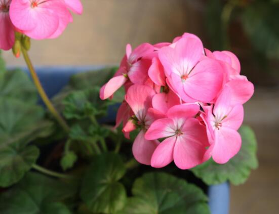 天竺葵夏季養(yǎng)護(hù)，老農(nóng)總結(jié)五個(gè)要點(diǎn)安然度夏