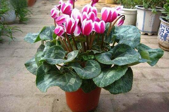 仙客來(lái)葉子黃怎么修剪，仙客來(lái)從哪修剪最好